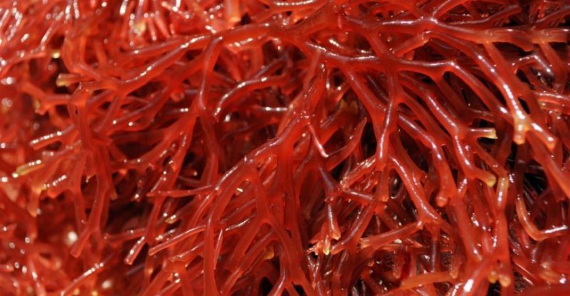 What Is Carrageenan (E407) In Food? Types, Uses, Safety ...