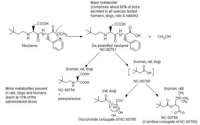Metabolism of neotame